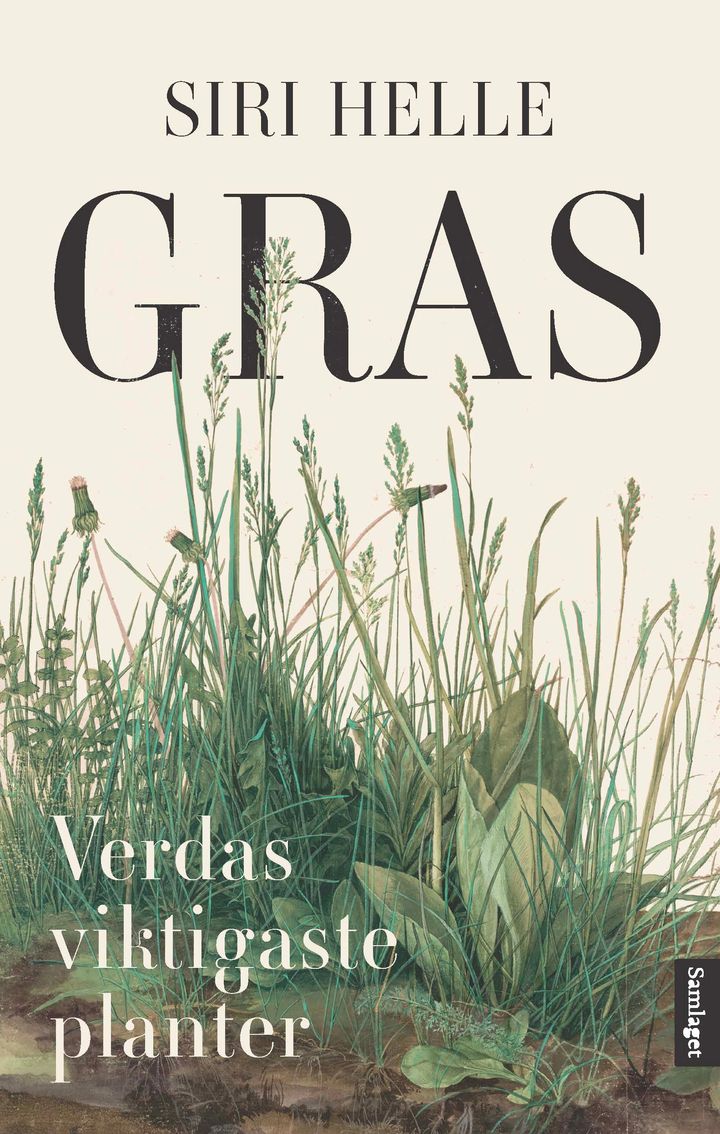 Gras: verdas viktigaste planter