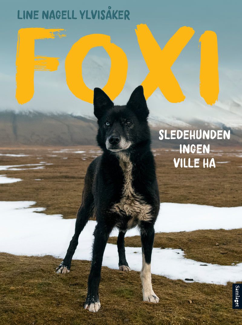 Foxi: sledehunden ingen ville ha